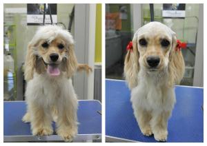 Grooming Daisy, before and after