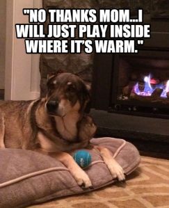 8 Fun and Safe Indoor Activities for Dogs in Daycare During Winter