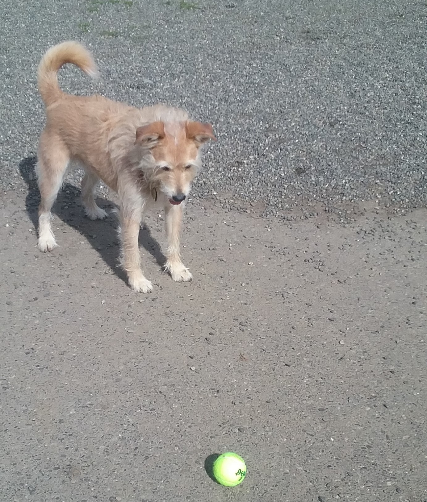 Bodie with ball 3